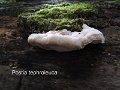 Postia tephroleuca-amf1576